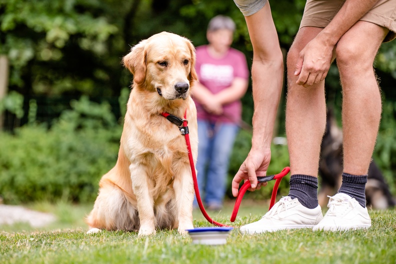 Mensch und Hund beim Gruppentraining