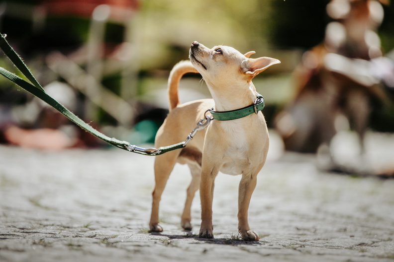 Leinenf&uuml;hrigkeit Hund