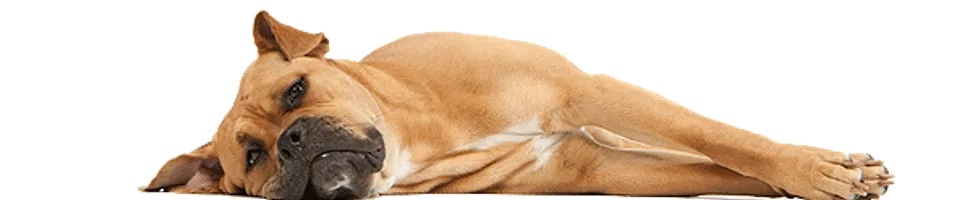 Liegender Hund als Zeichnung