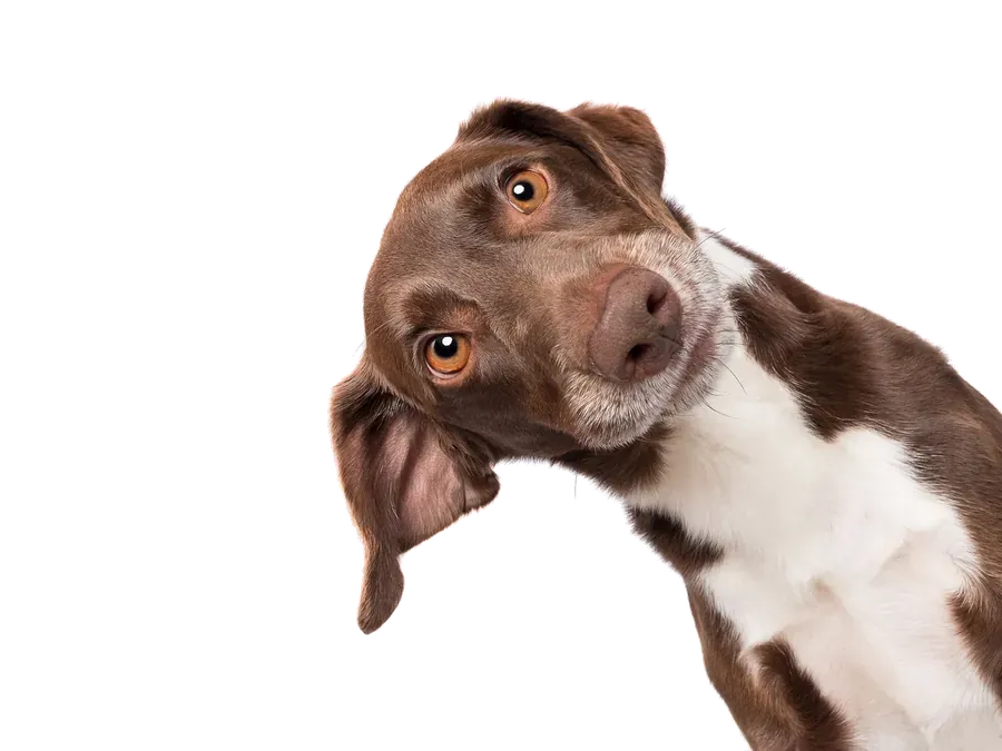 Hund als Symbol für den Wissensbereich