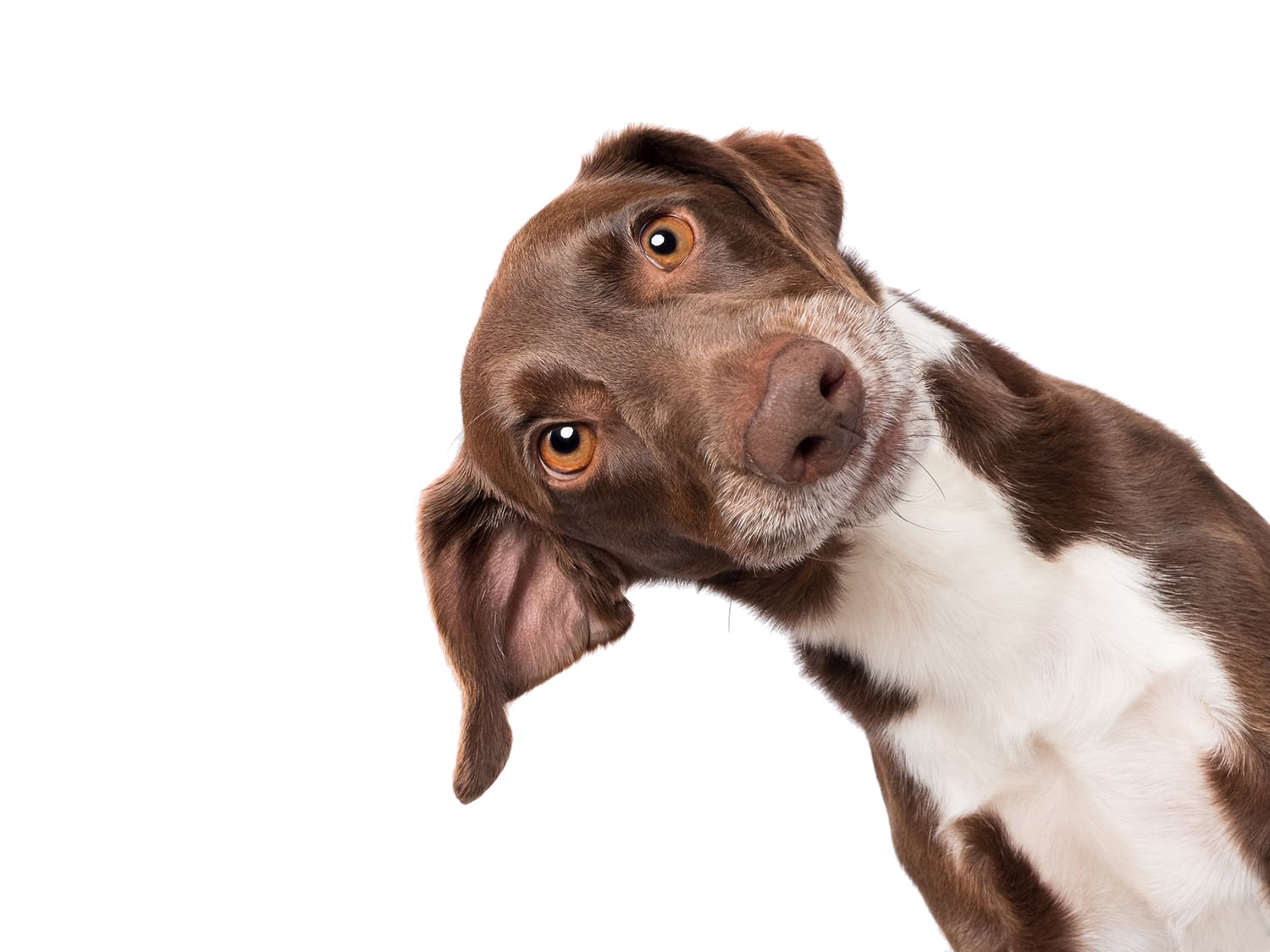 Aufmerksamer Hund