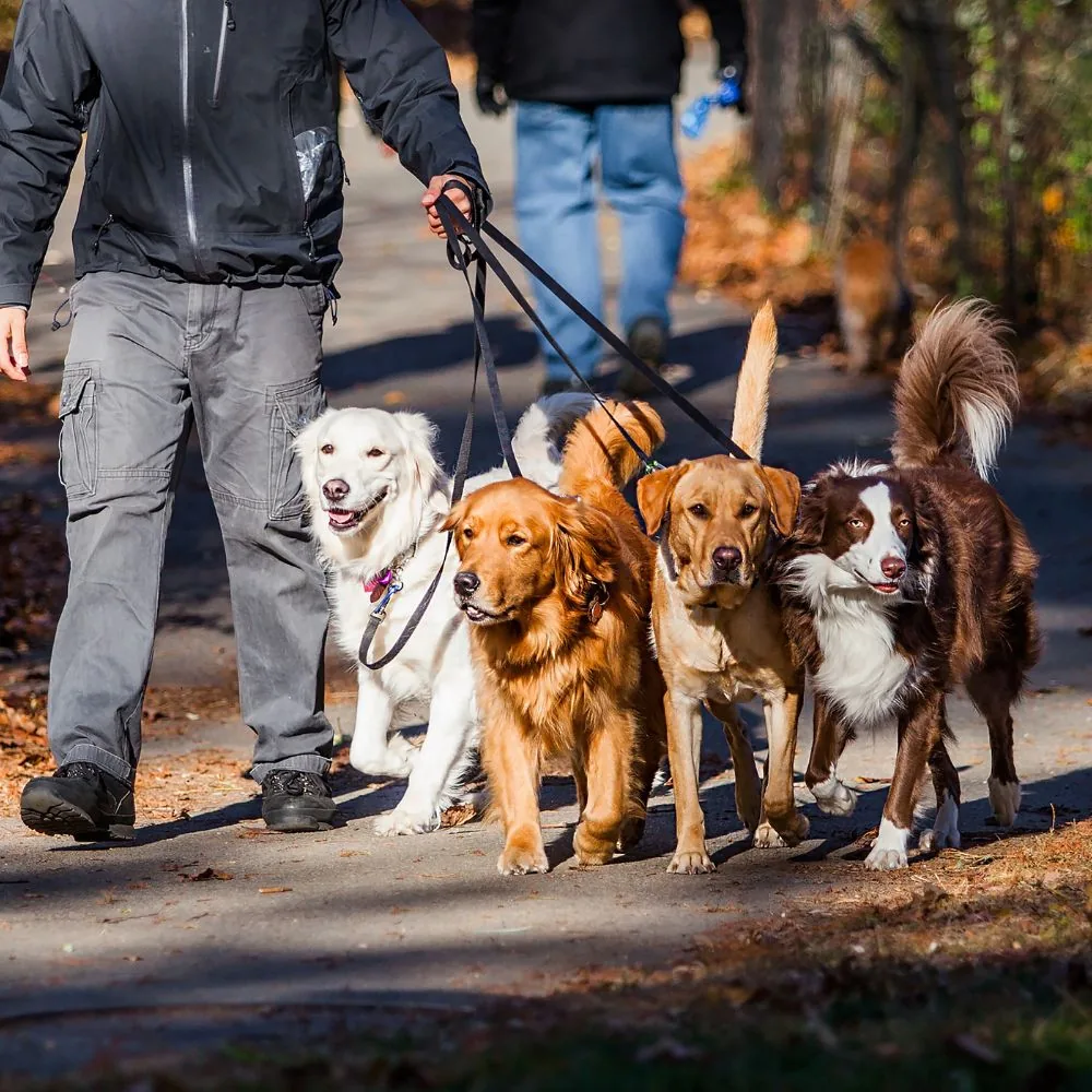 Social Walk mit mehreren Hunden