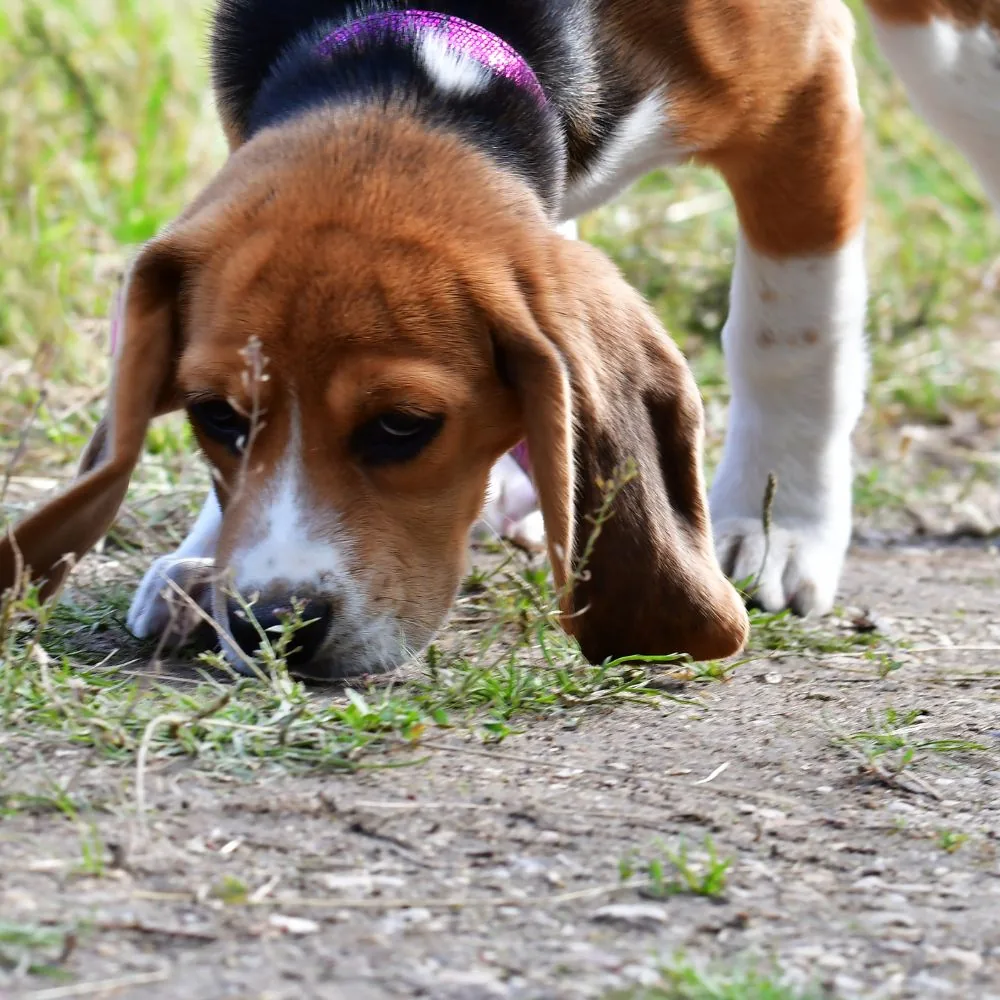Sp&uuml;rhund beim konzentrierten Verfolgen einer Geruchsspur