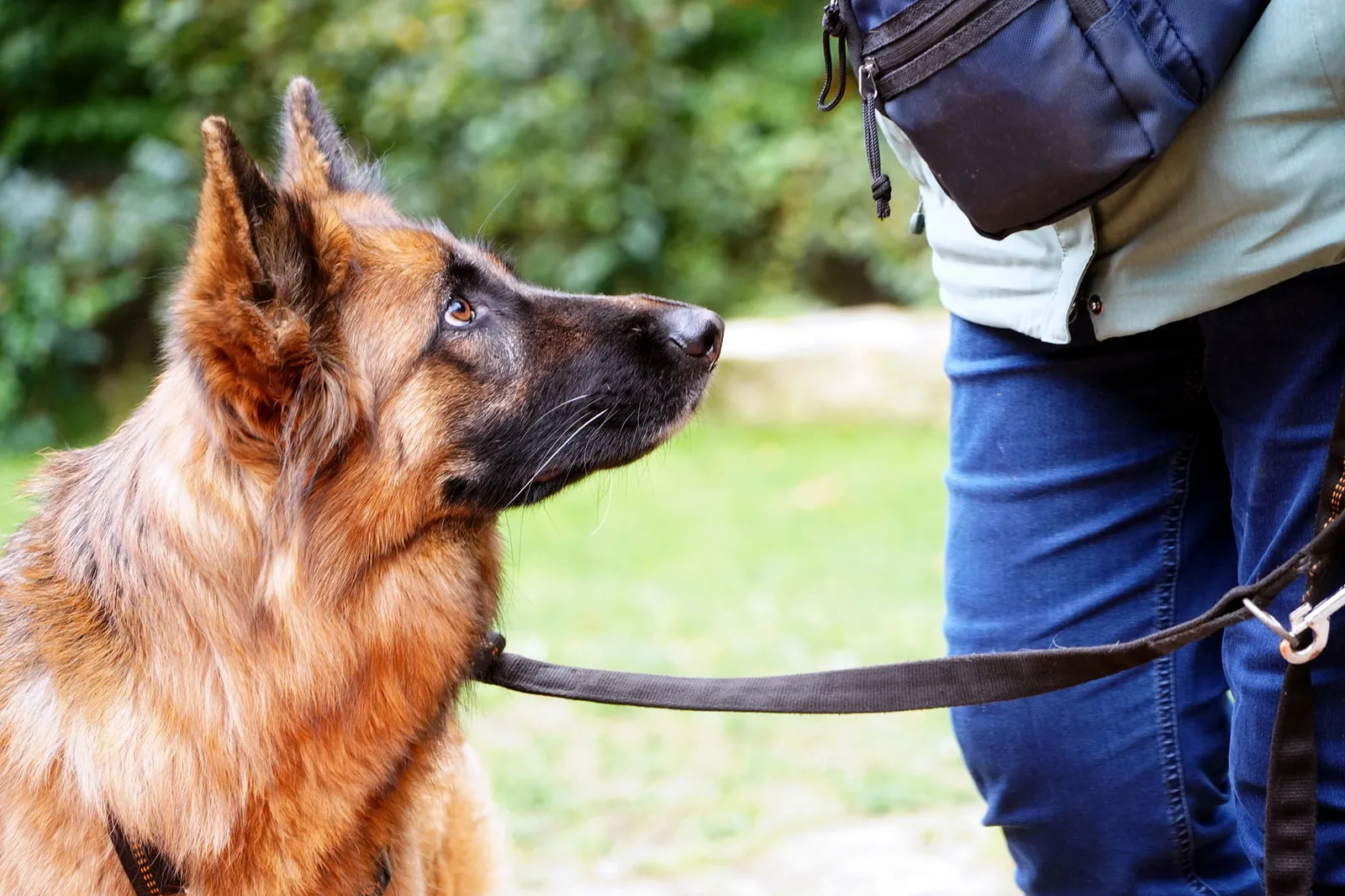 Hund im Einzeltraining