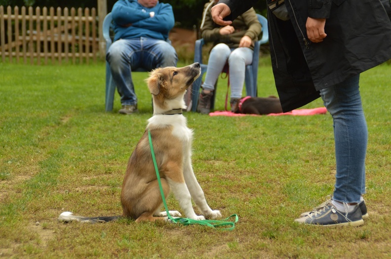 Grunderziehung mit Hund