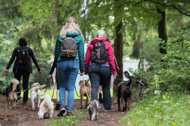 Fortgeschrittenes Hundetraining